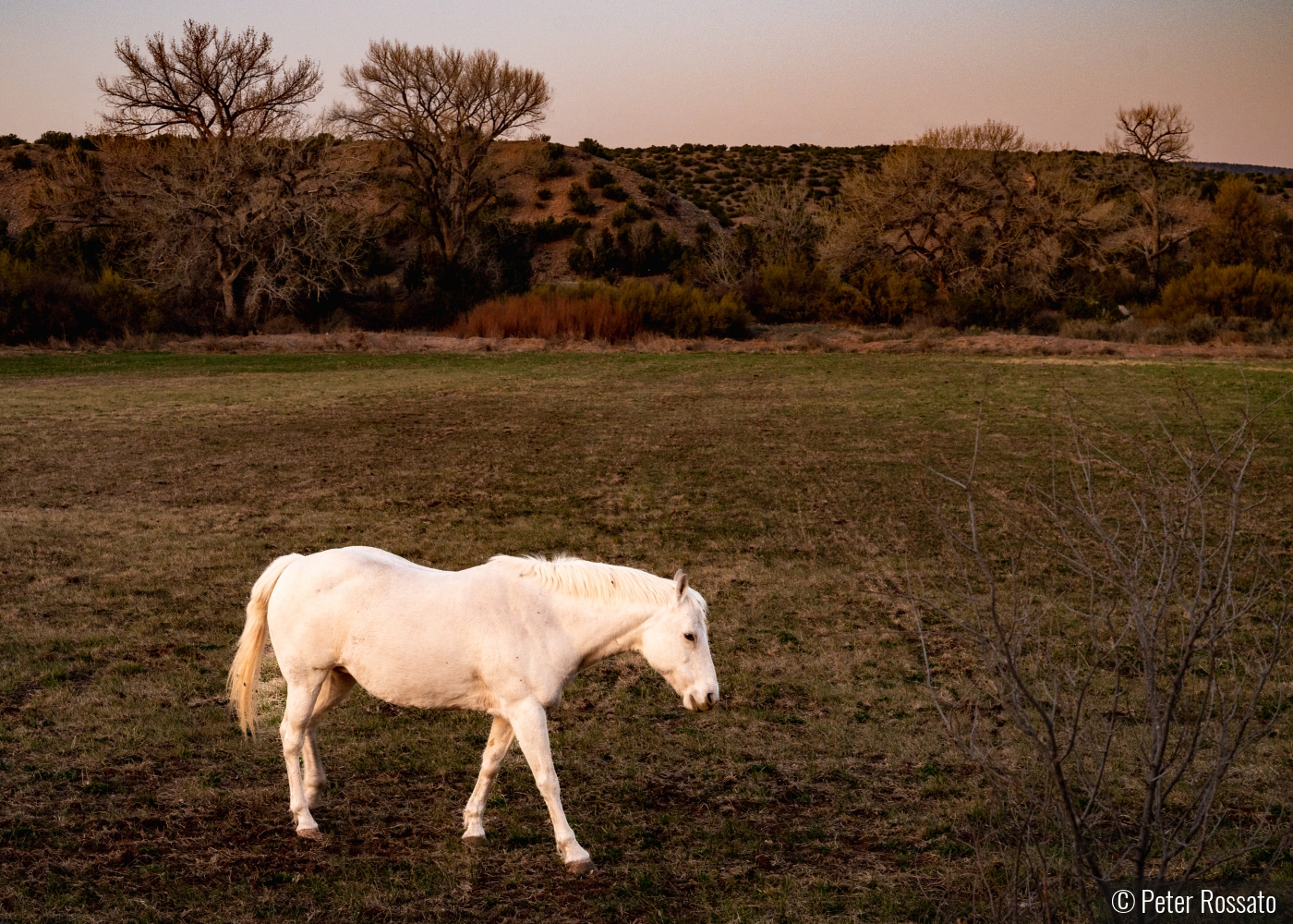 Magic Pony by Peter Rossato