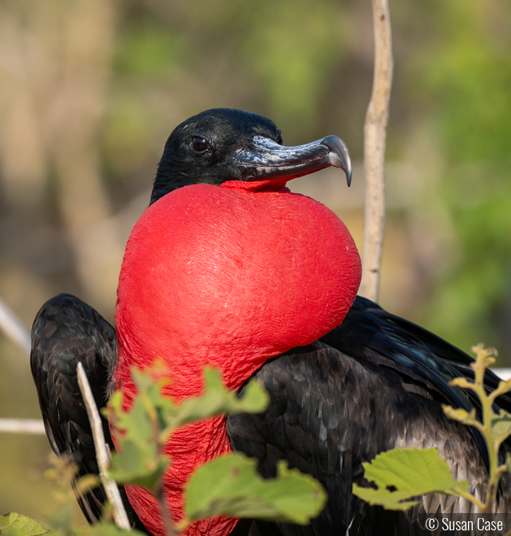 Magnificent Frigate Bird Portrait by Susan Case