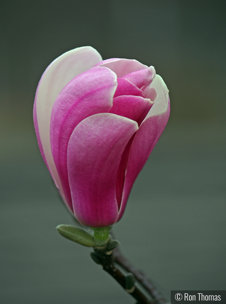 Magnolia Tree Blossom by Ron Thomas