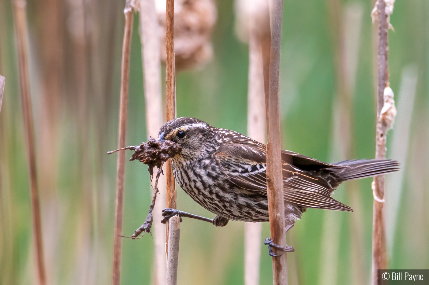 Making the Nest by Bill Payne