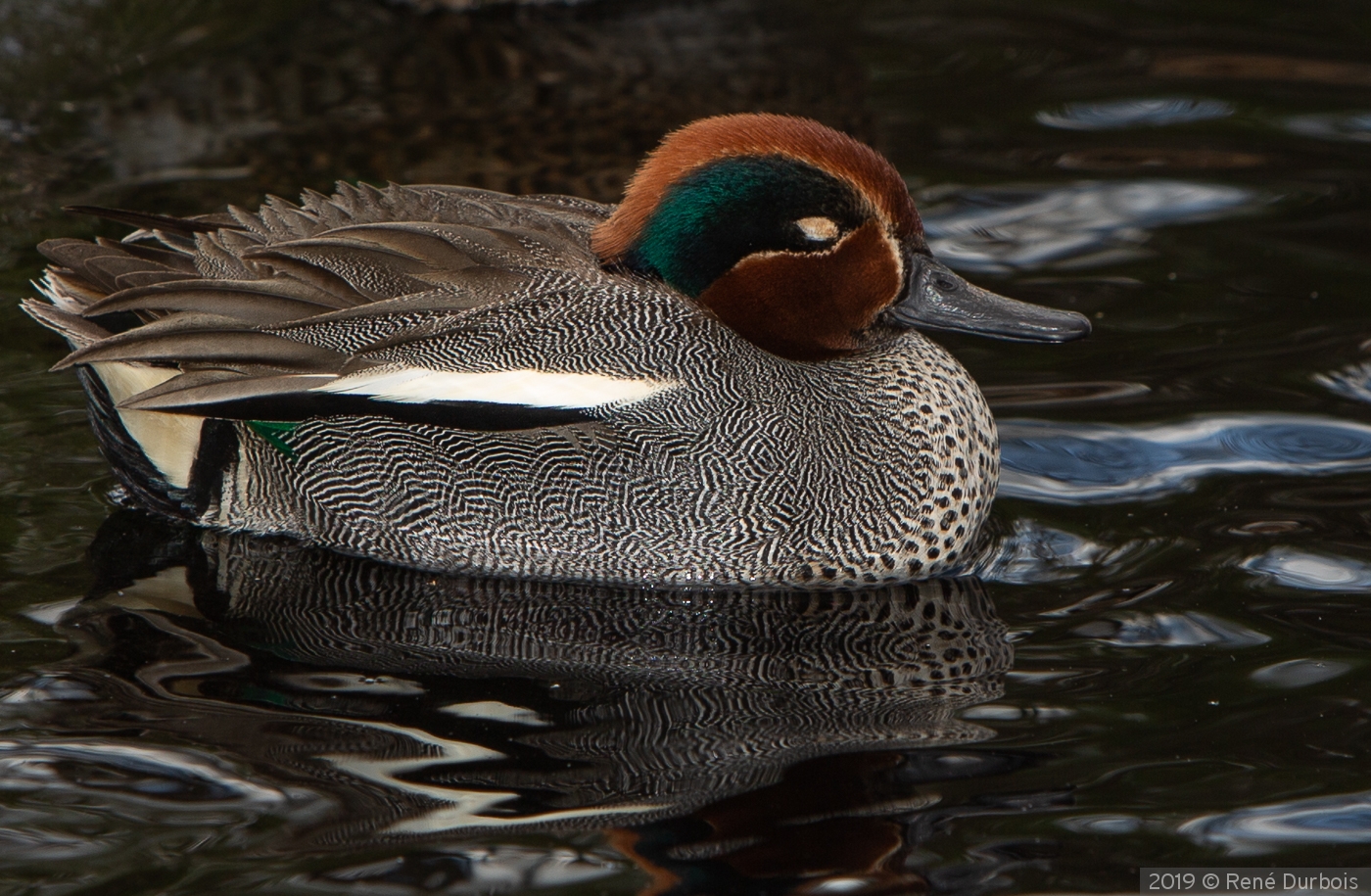 Male Green-winged Teal by René Durbois