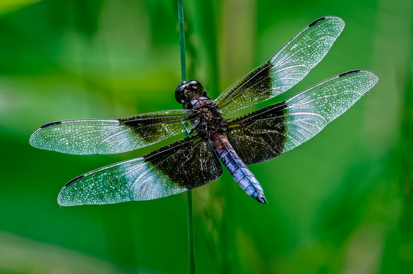 Male Widow Skimmer by John McGarry