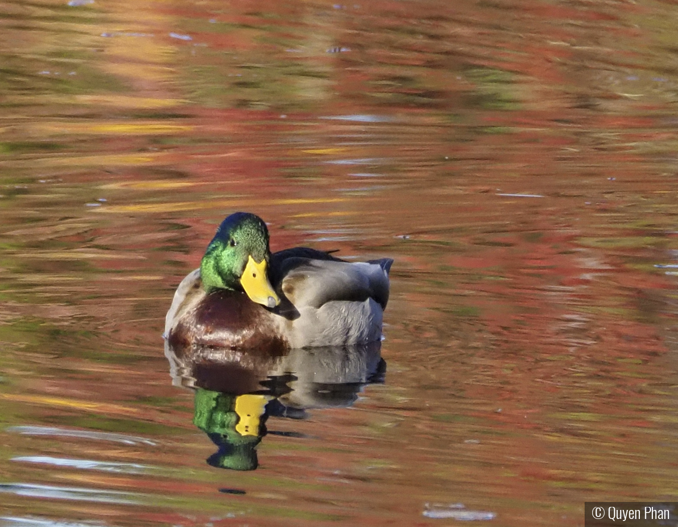 Mallard on Autumn Pond by Quyen Phan