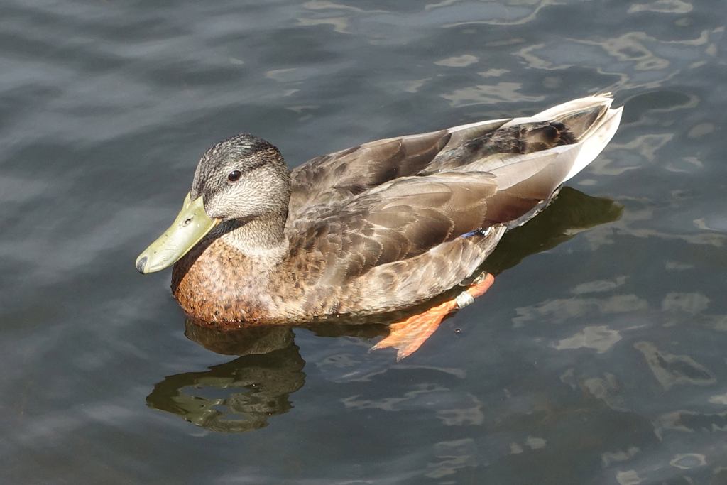 Mallard by Bruce Metzger