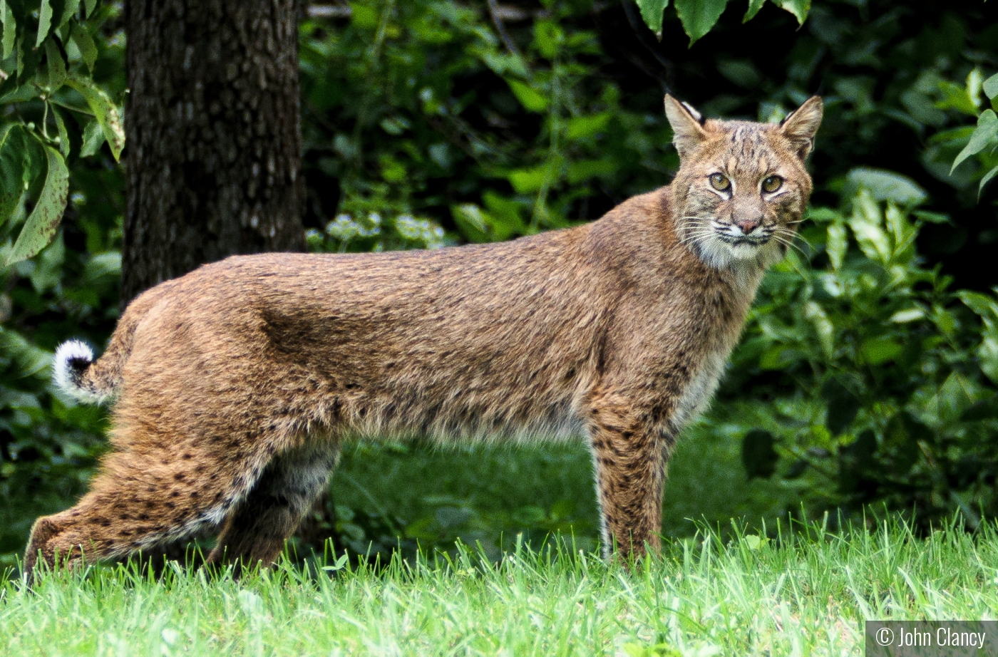 Mamma Bobcat on watch by John Clancy