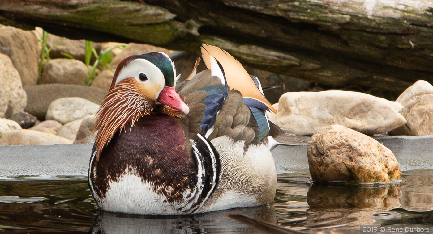 Mandarin Duck by René Durbois