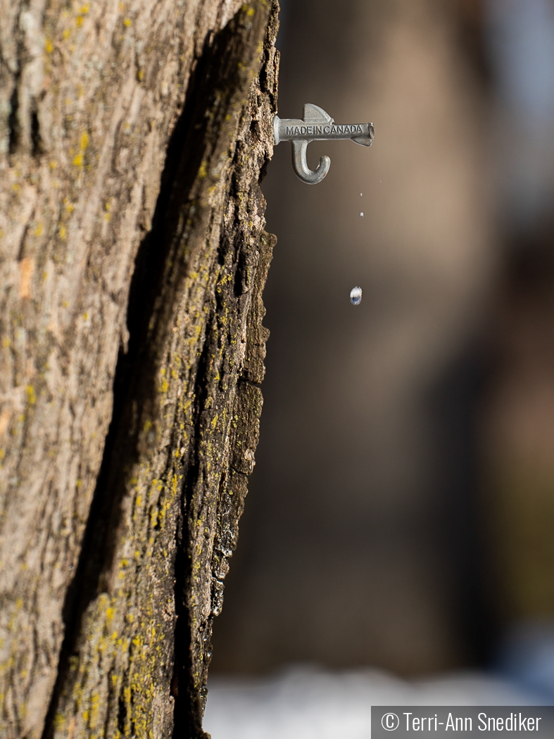 Maple Tapping Time by Terri-Ann Snediker