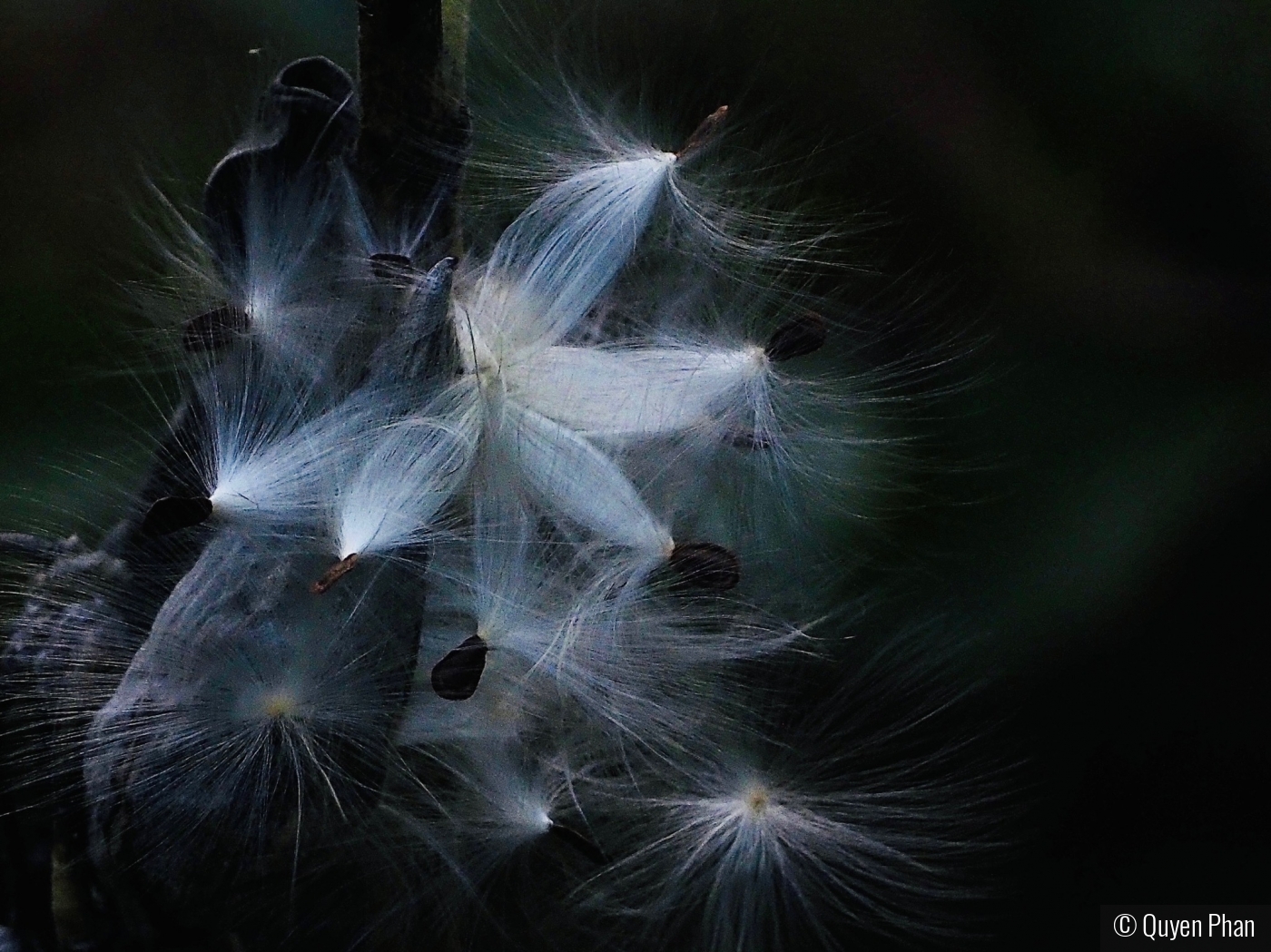 Marvelous Milkweed by Quyen Phan