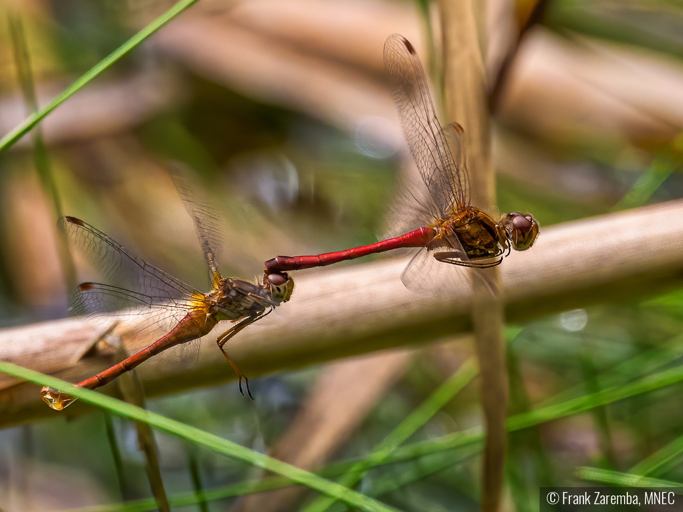 Mating on the FLY by Frank Zaremba, MNEC