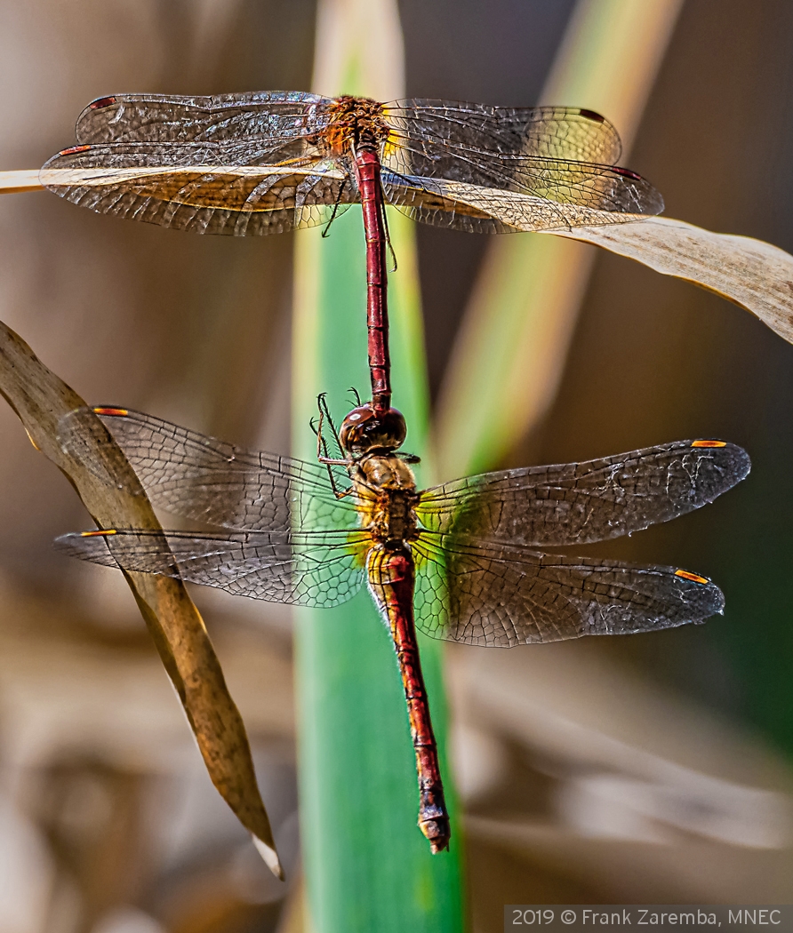 Matting Dragon Flies by Frank Zaremba, MNEC