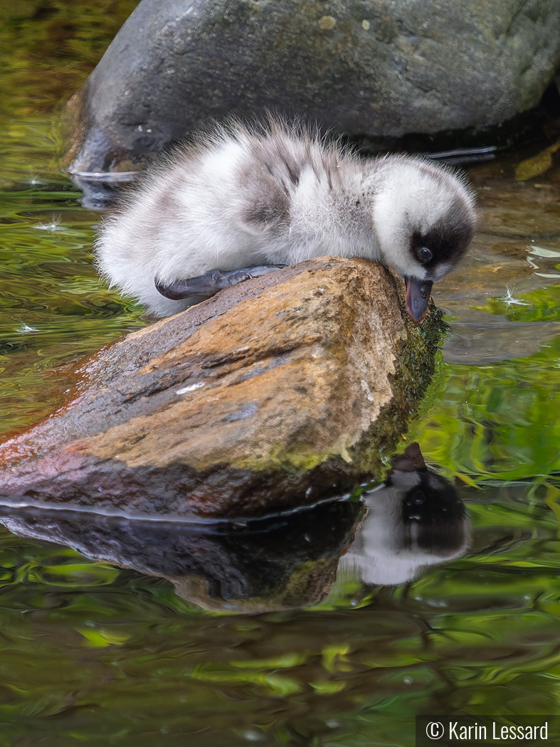 Me and My Reflection by Karin Lessard