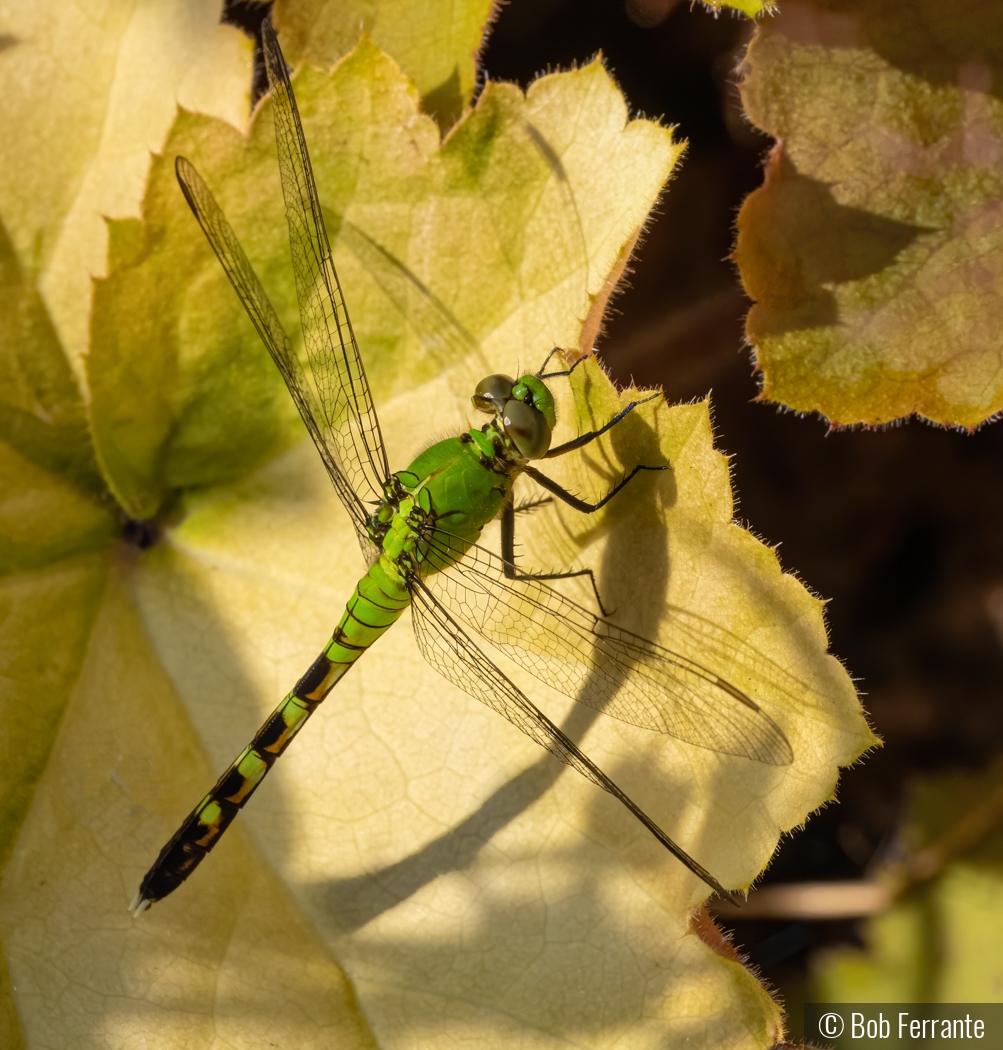 Me and My Shadow by Bob Ferrante