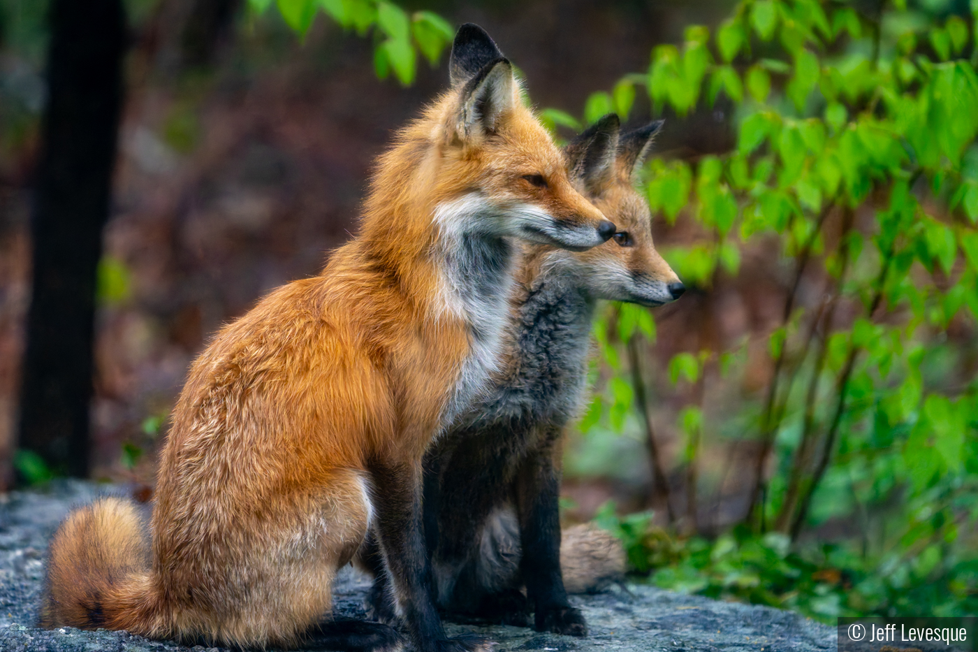 Me and My Shadow by Jeff Levesque