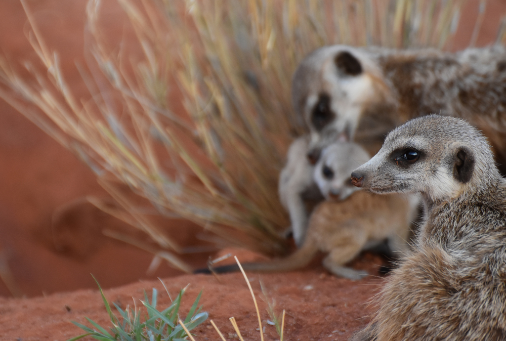 Meerkats by Susan Case