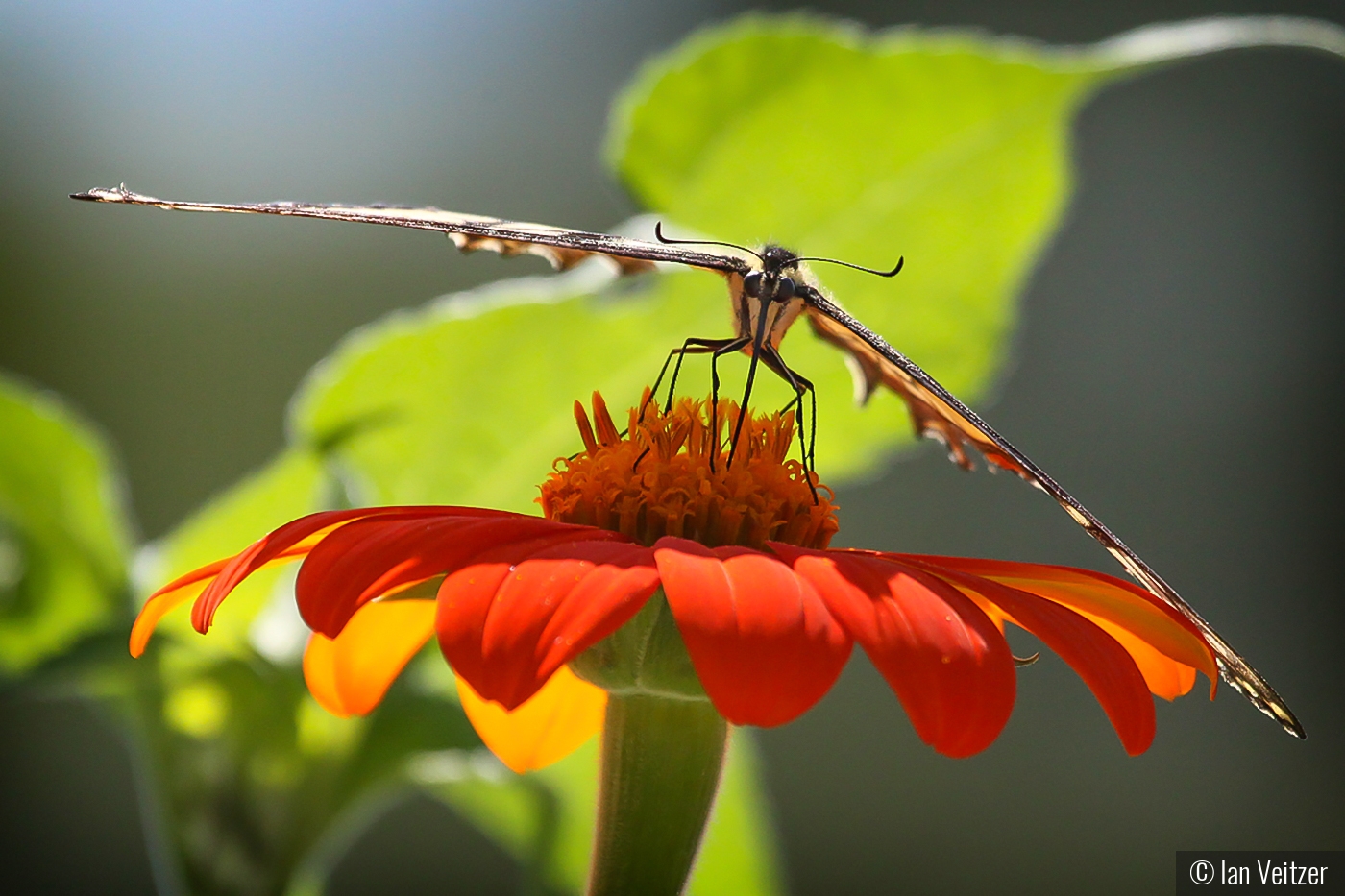 Menacing Butterfly by Ian Veitzer