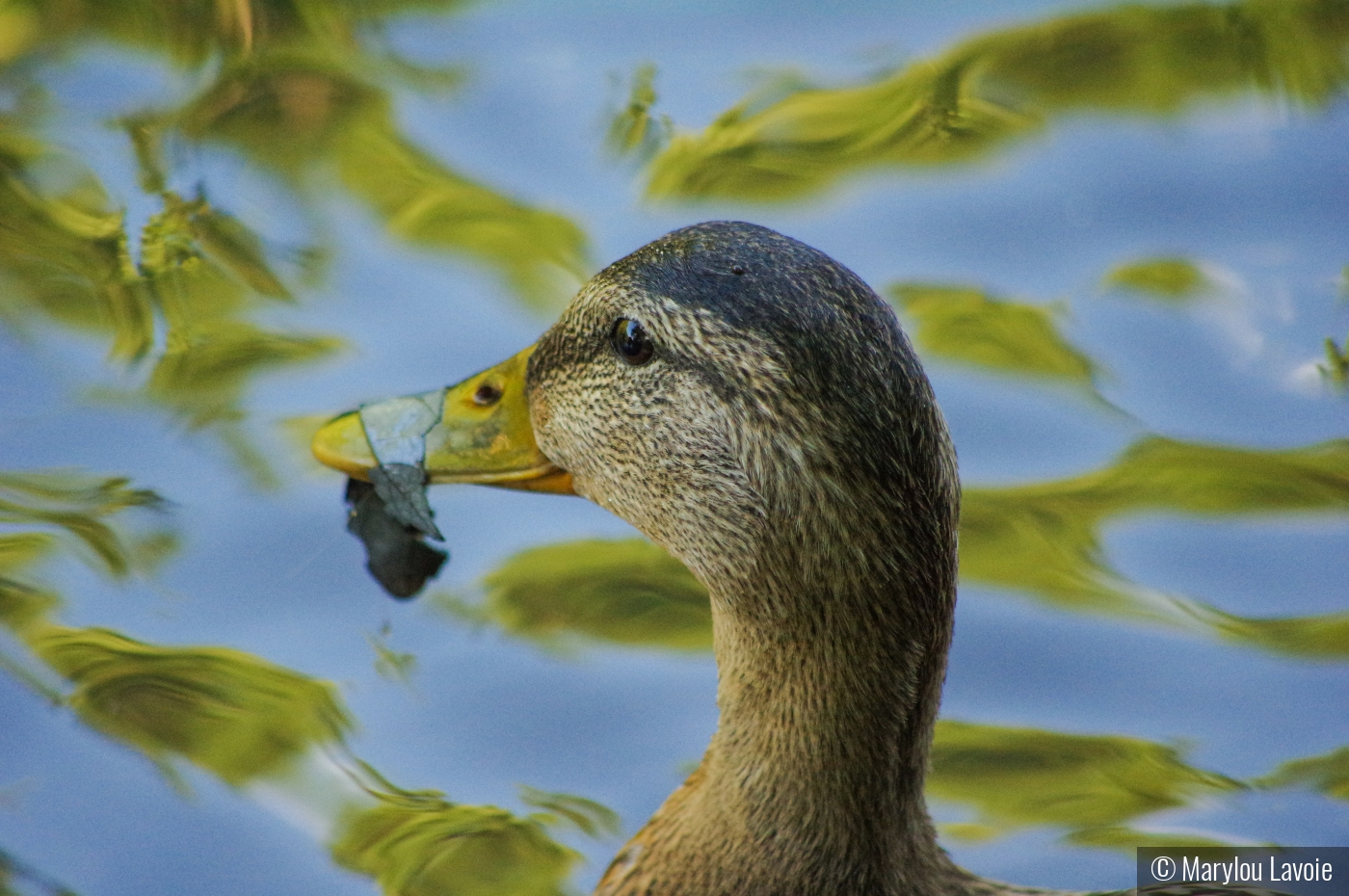 Messy Eater by Marylou Lavoie