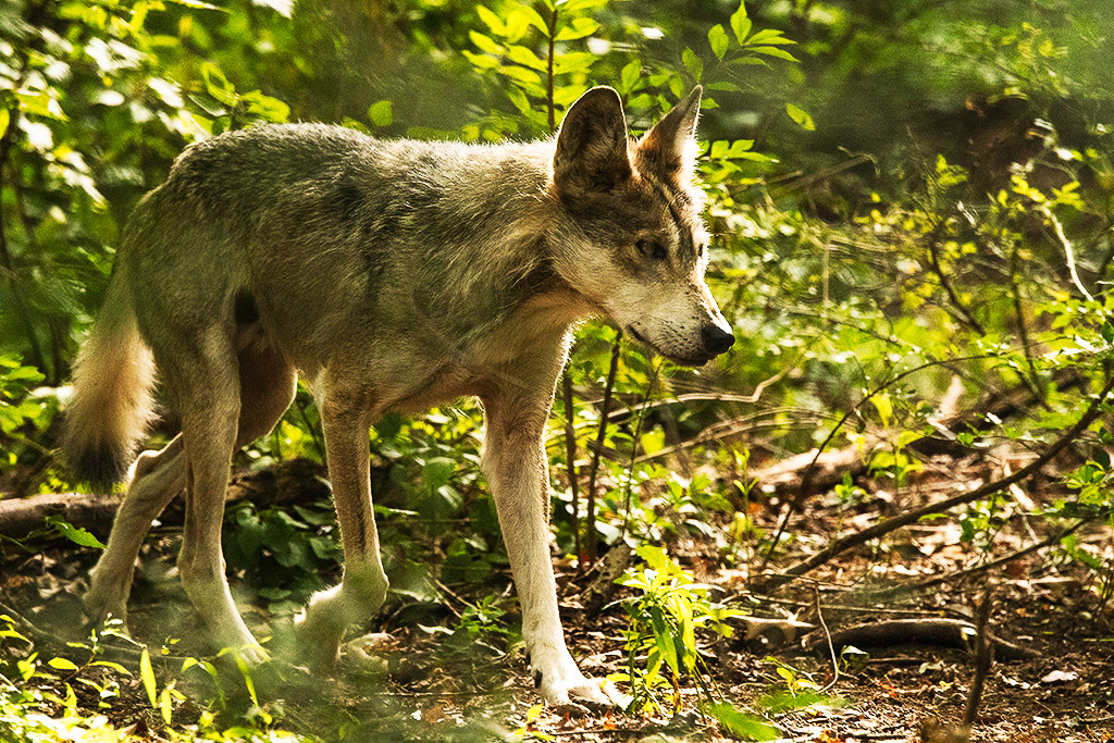 Mexican Gray Wolf on the prowl by Nancy Schumann