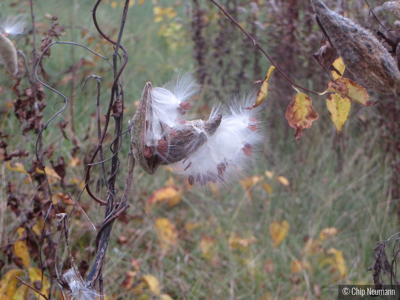 Milkweed Pods in a Meadow in New Hampshire by Chip Neumann