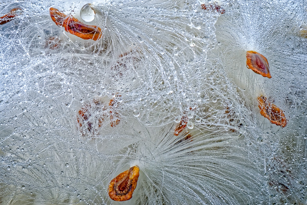 Milkweed Seeds with Dew by John McGarry