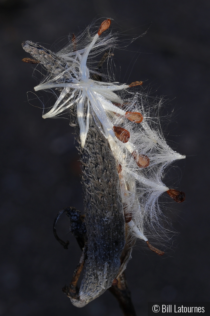 Milkweed by Bill Latournes