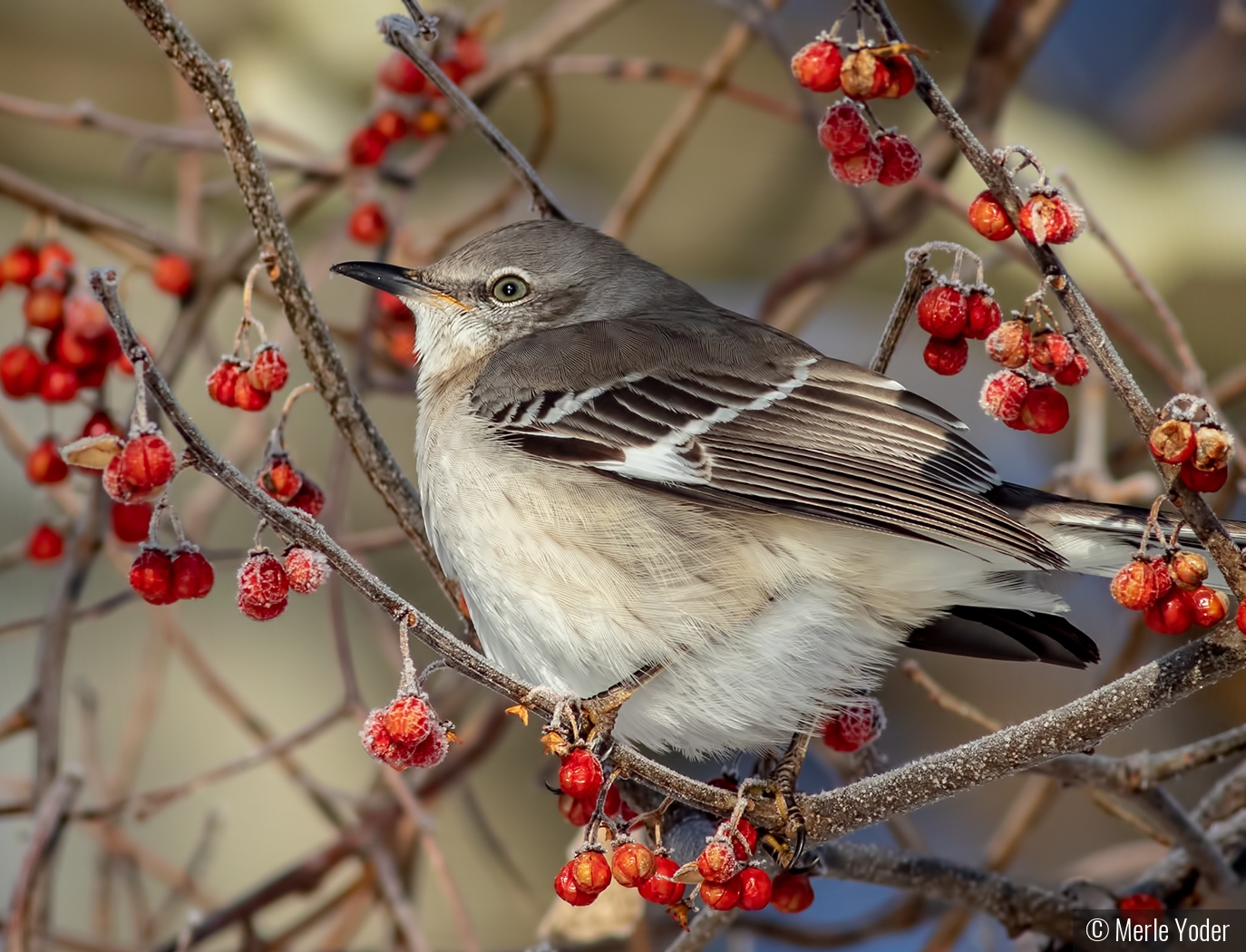 Mockingbird on a frosty morning by Merle Yoder