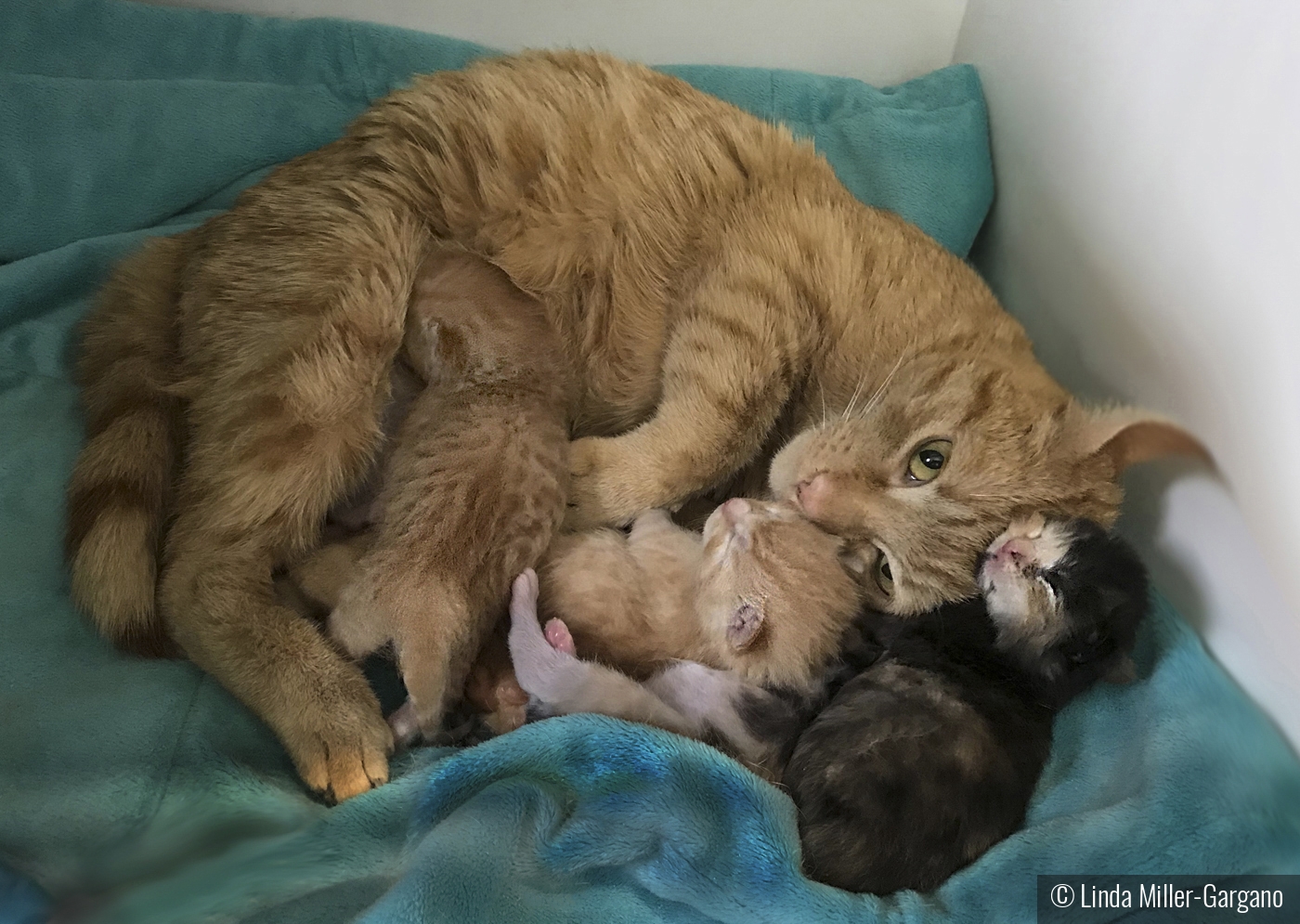 Mom and Babies by Linda Miller-Gargano