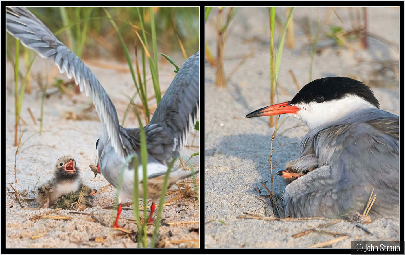 Mom Provides by John Straub