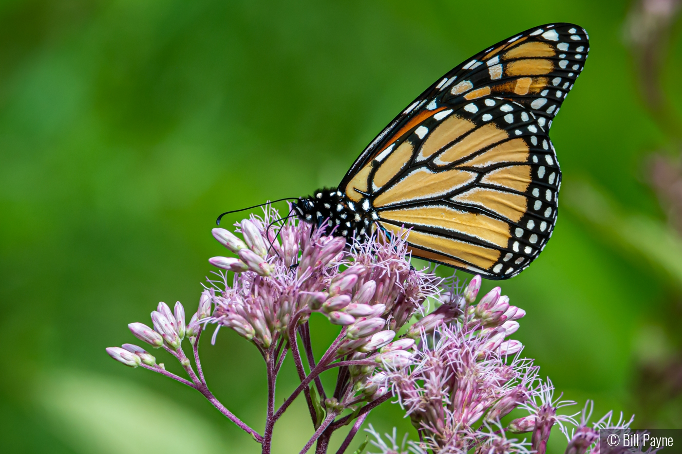 Monarch Dining by Bill Payne