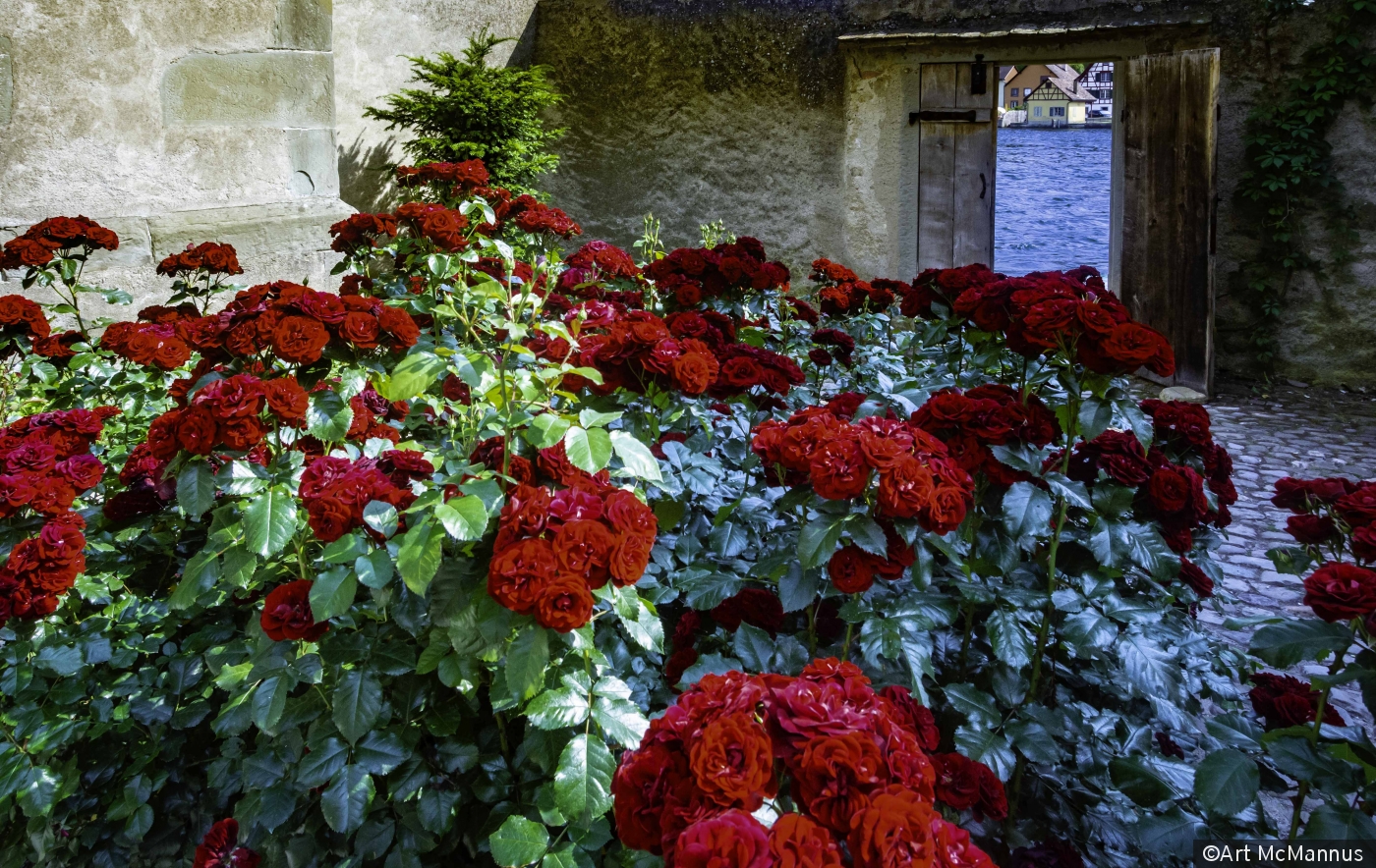 Monestary Roses by Art McMannus