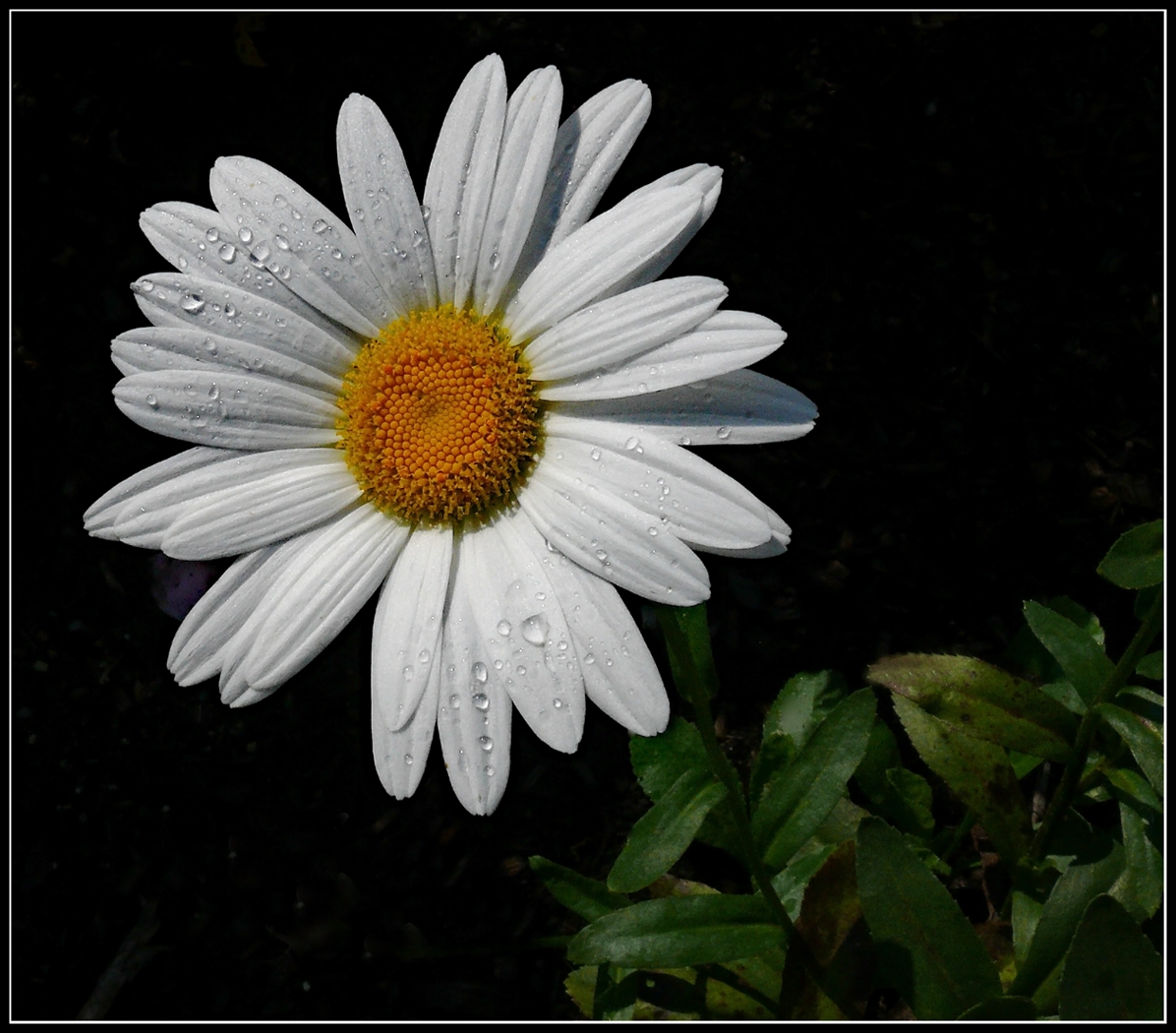 Morning Dew by Bruce Metzger