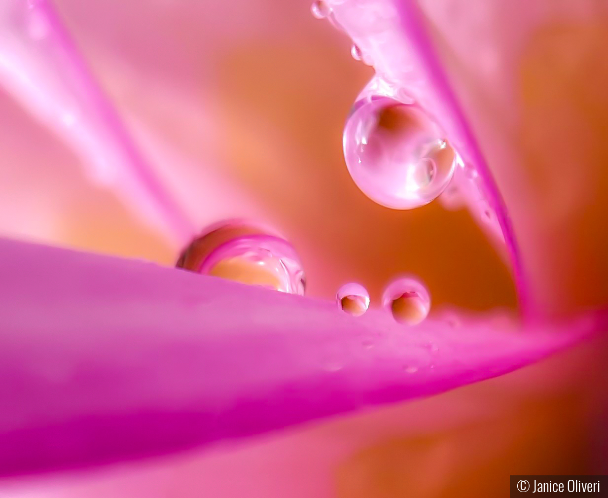 Morning dew by Janice Oliveri