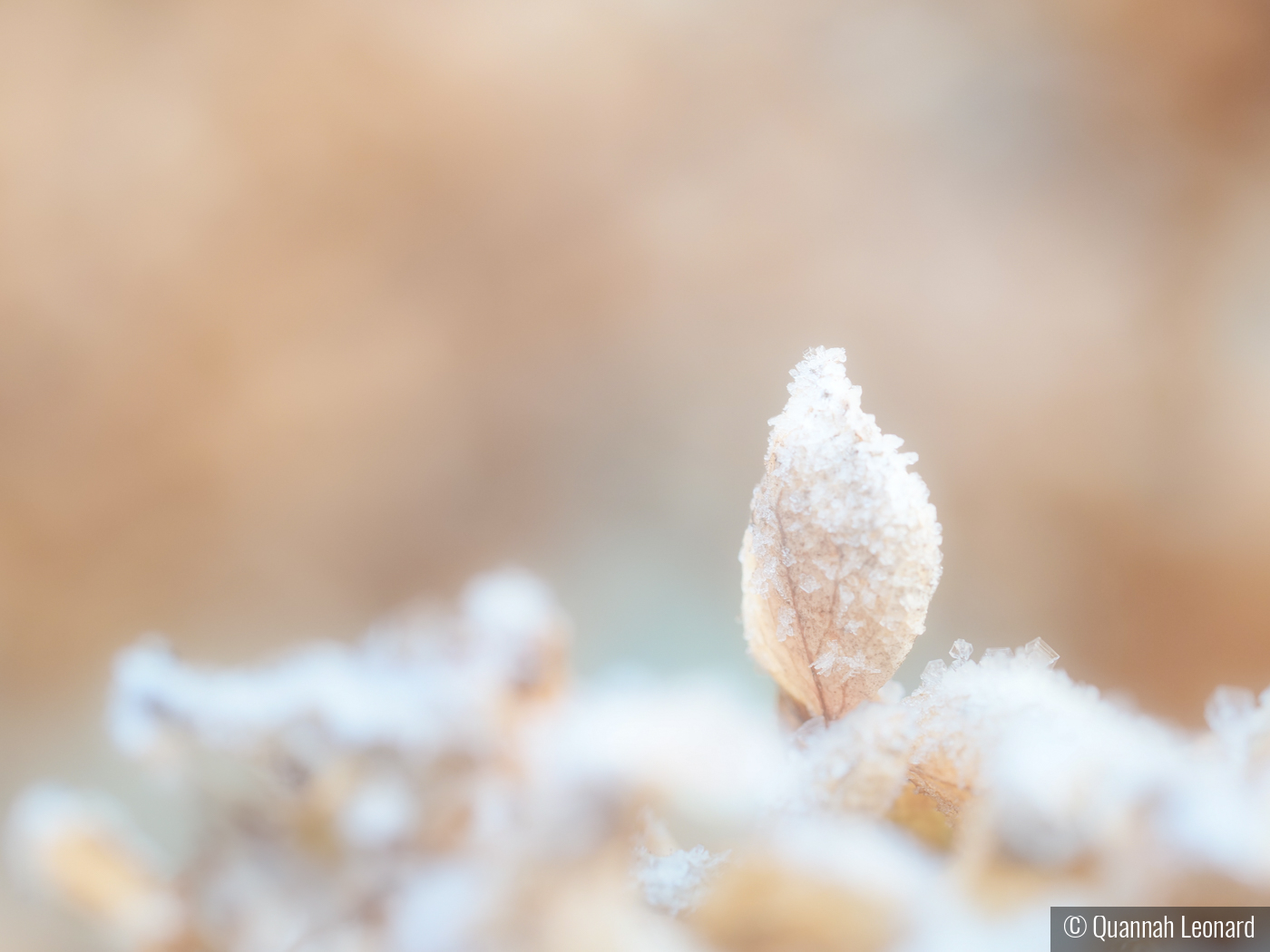 Morning Frost on Petal by Quannah Leonard