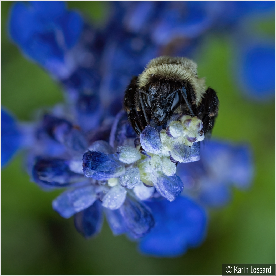 Morning Pollen Hunt by Karin Lessard