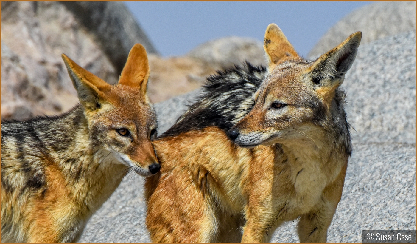 Mr. and Mrs. Black-backed Jackal by Susan Case