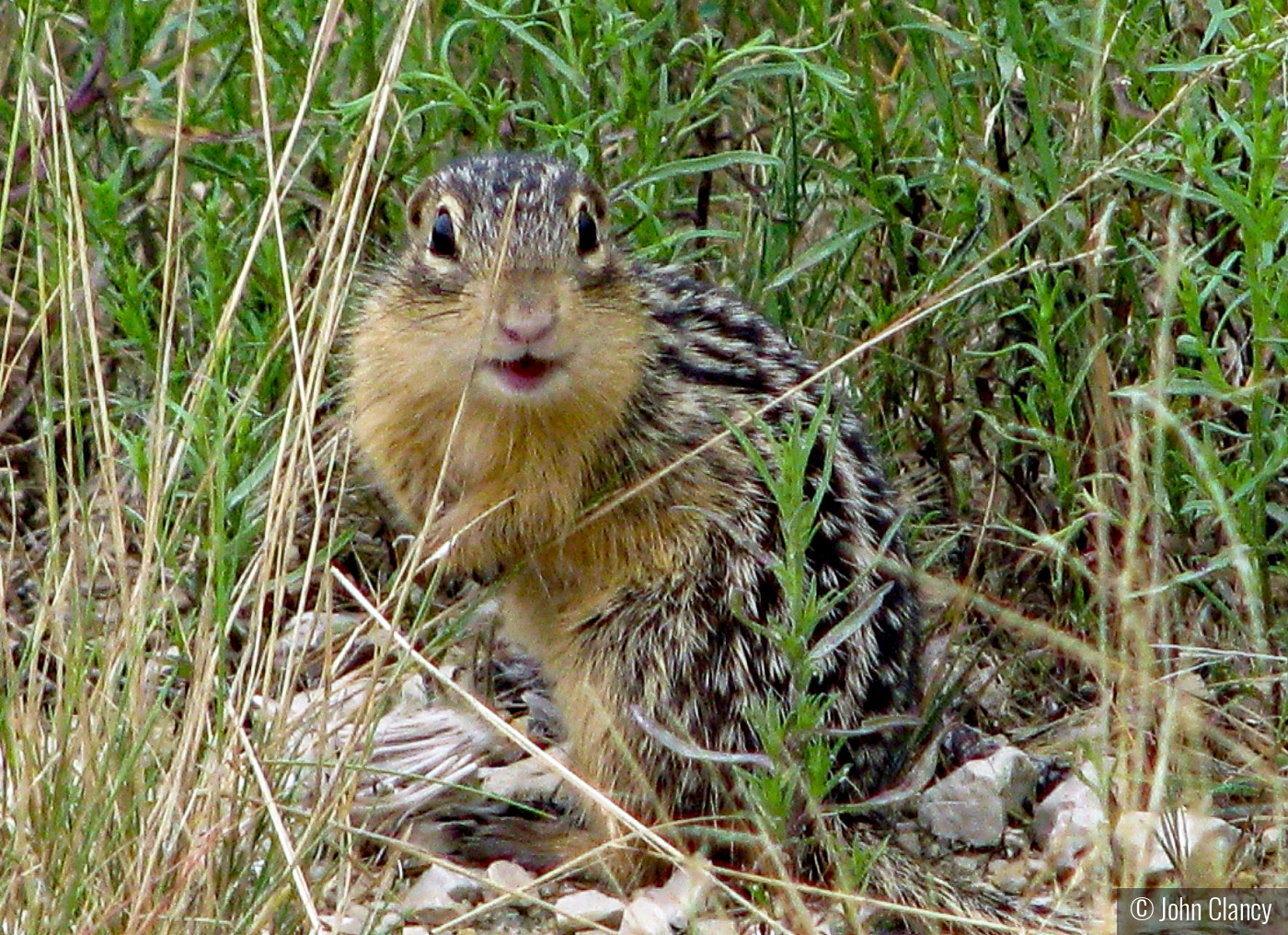 Mr. Ground Squirrel - Canadian Variety by John Clancy