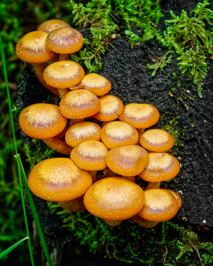 Mushroom Cluster by John McGarry