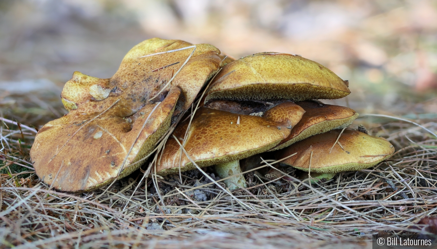 Mushrooms With Pine Needles by Bill Latournes