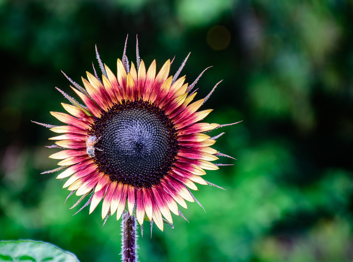 Mutualistic - Flower & Bee by Aadarsh Gopalakrishna