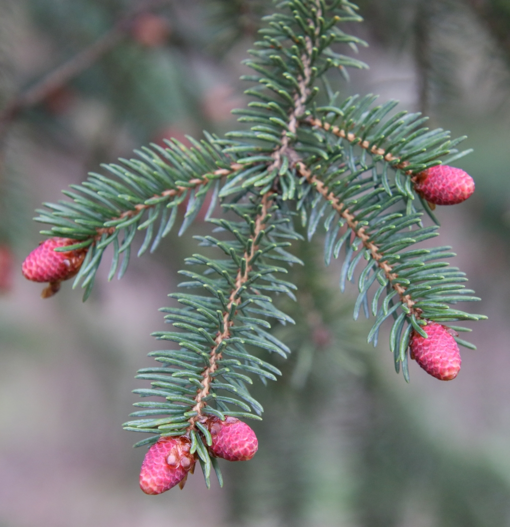 My baby pine cones by Harold Grimes