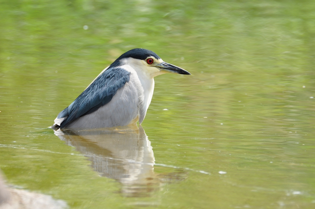 NIGHT HERON WAITING PATIENTLY by Aadarsh Gopalakrishna