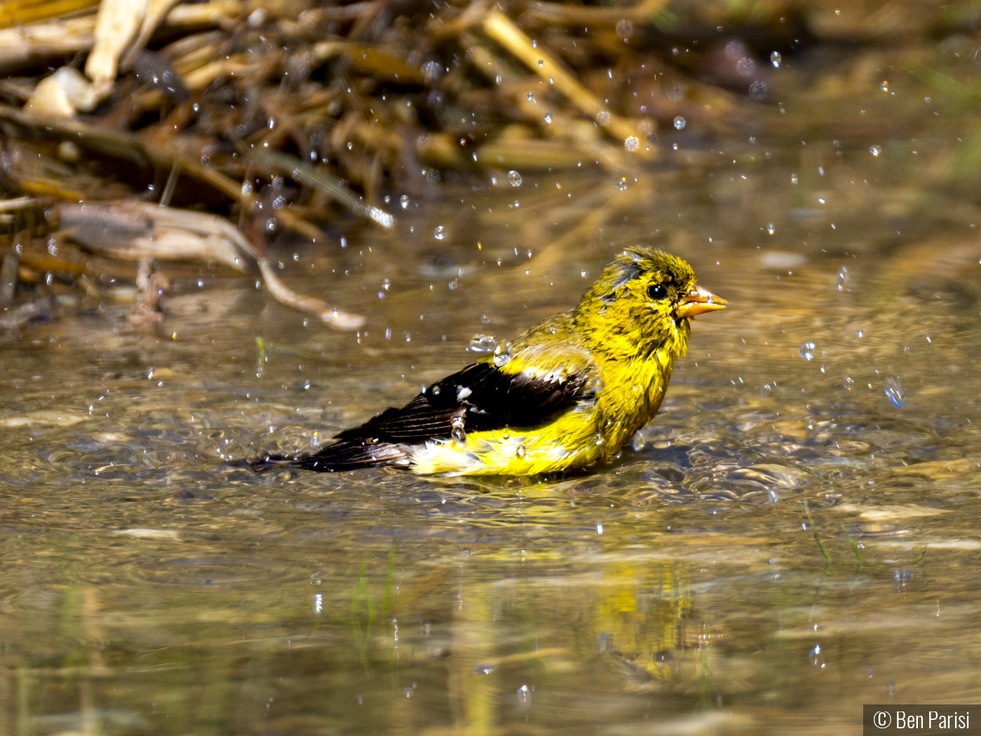 Natural Bird Bath by Ben Parisi