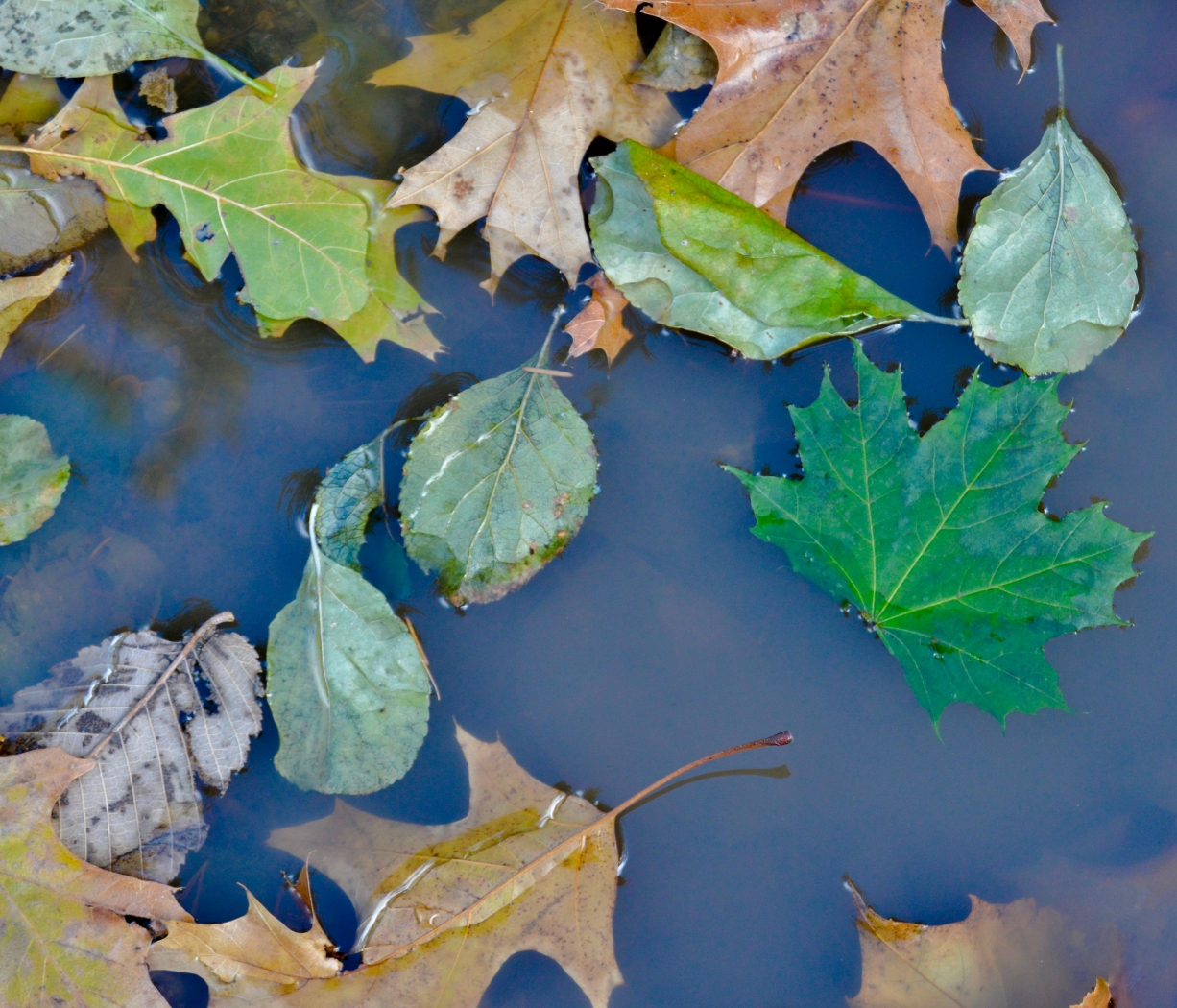 Nature's Soup by Cheryl Picard