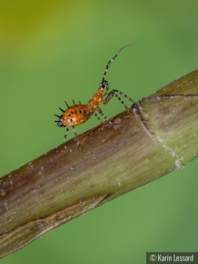 Nature's Take On Punk Rock by Karin Lessard