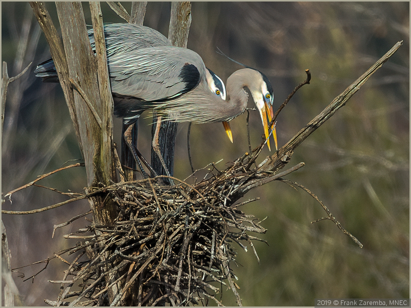 Nest Building by Frank Zaremba, MNEC