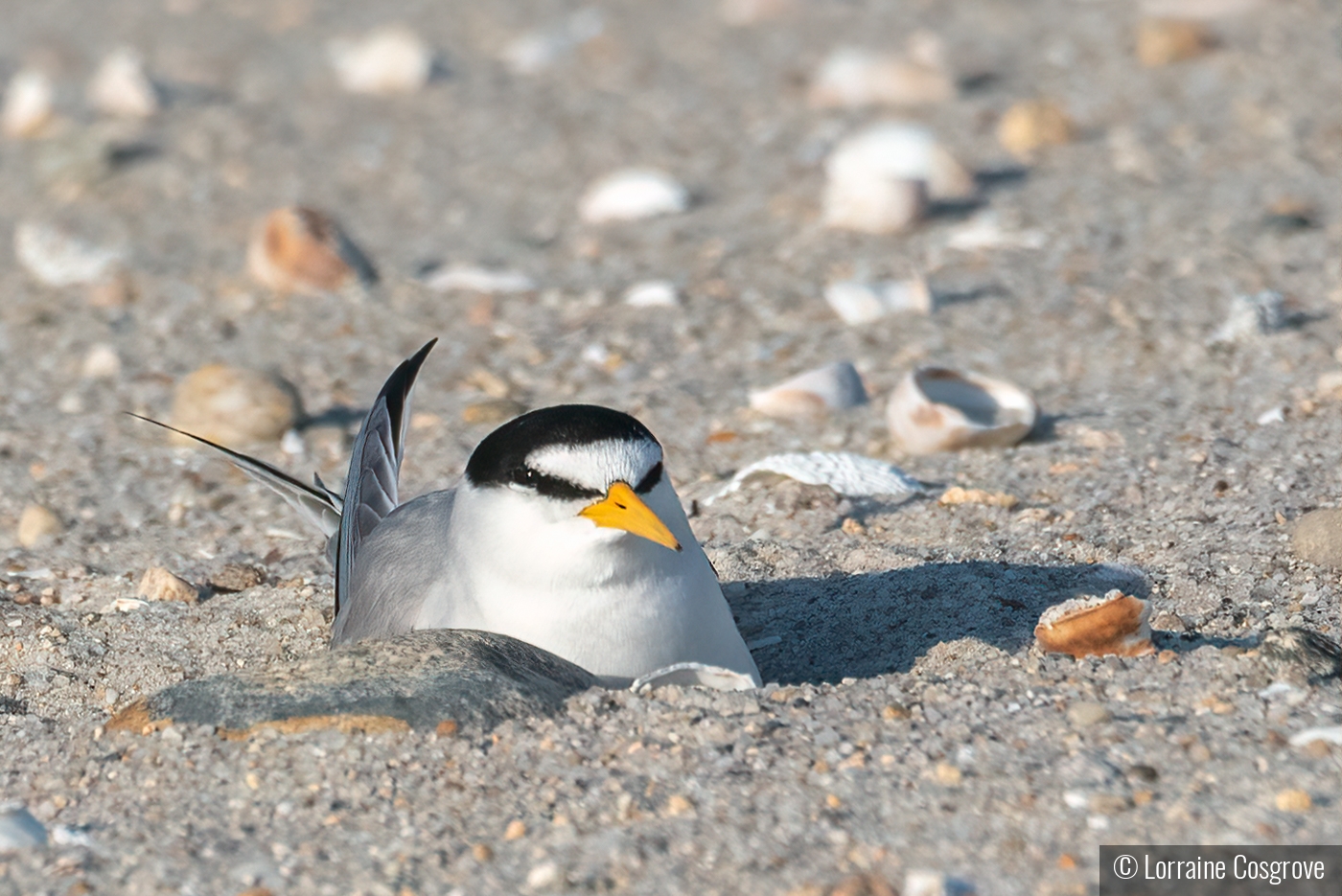 Nesting Piping Plover by Lorraine Cosgrove