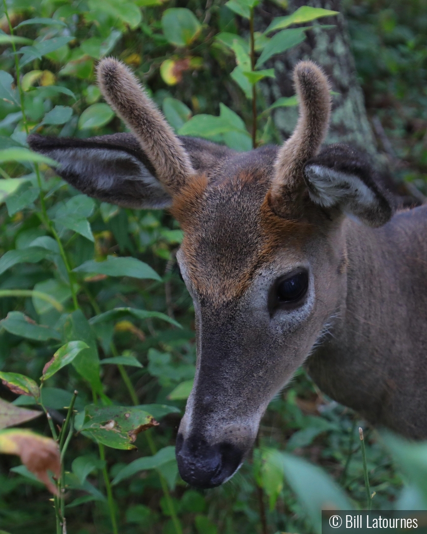 Nice Antlers by Bill Latournes