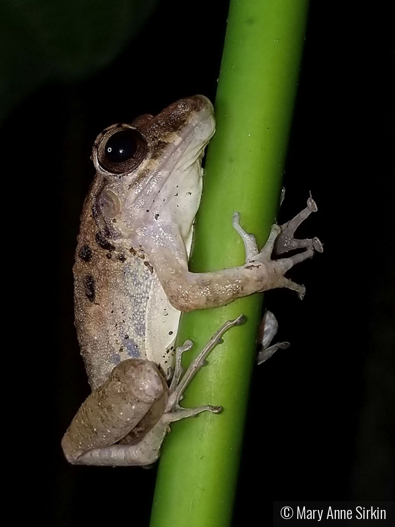 Night Watchman by Mary Anne Sirkin