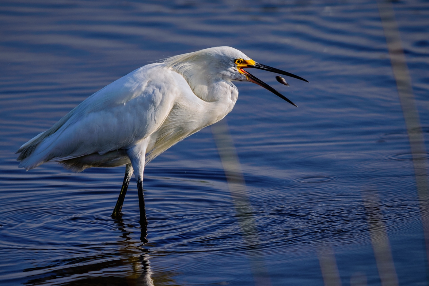 No Catch and Release Here by Bill Payne