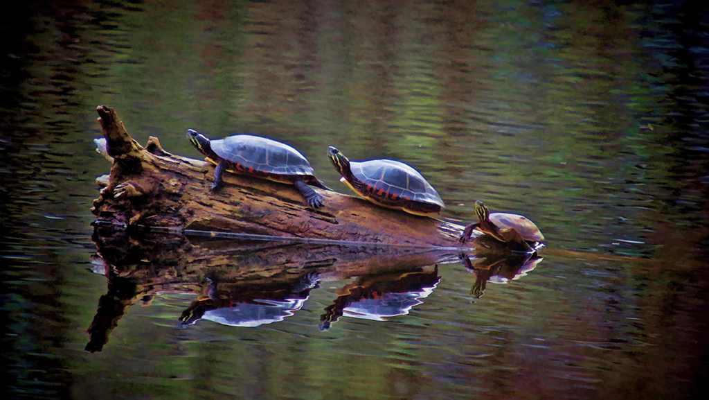 No Hands by Richard Busch