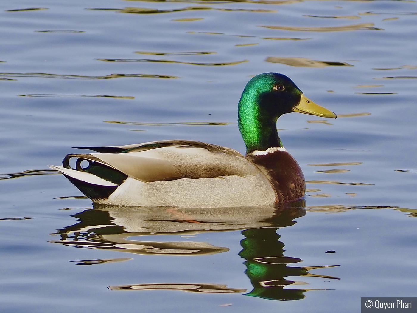 No Lame Duck by Quyen Phan